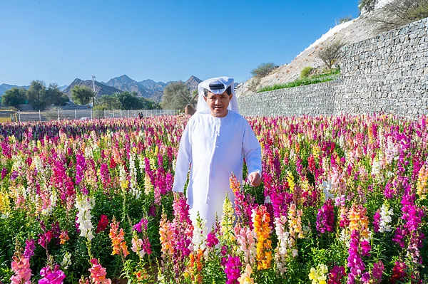 Lavender, sunflower, snapdragons: How UAE farmer makes 50,000 flowers bloom  at same time | Khaleej Times