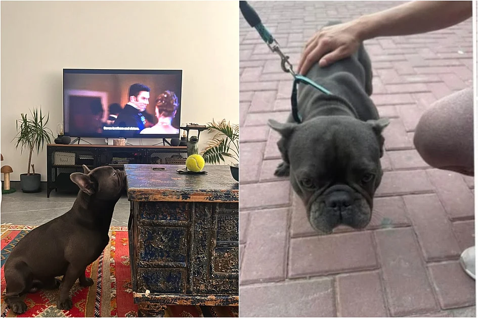 Dubai: Video of man choking, kicking pet goes viral; volunteers rescue dog ...