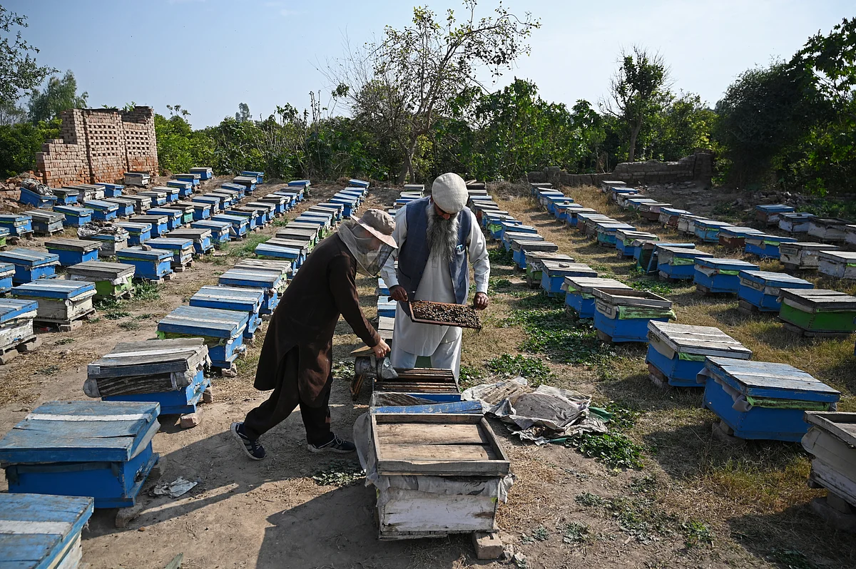 Plan B: Pakistan beekeepers widen pursuit of flowers | Khaleej Times