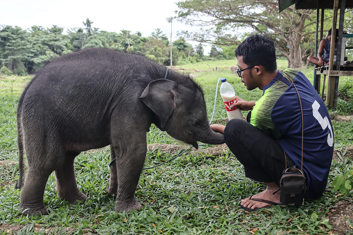 Endangered Baby Elephant Rescued in Indonesia After Separation from ...