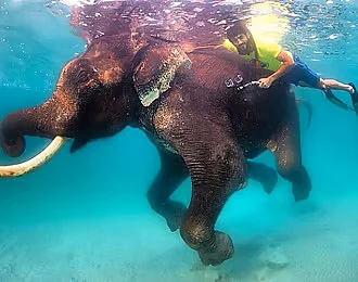 In 2014, Sheikh Hamdan took part in a unique and memorable experience by diving alongside an elephant named Rajan in the Andaman and Nicobar Islands