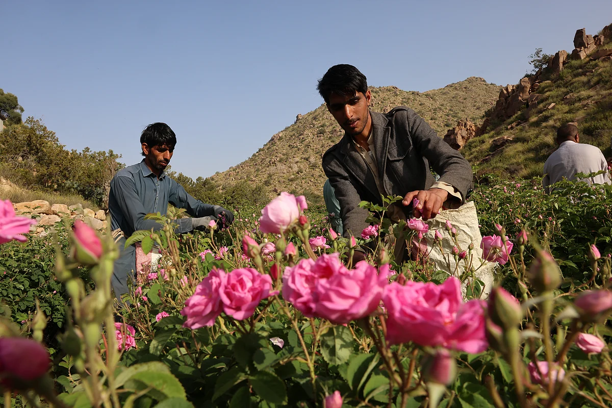 Saudi 'city of roses' offers fragrant reminder of desert's beauty ...