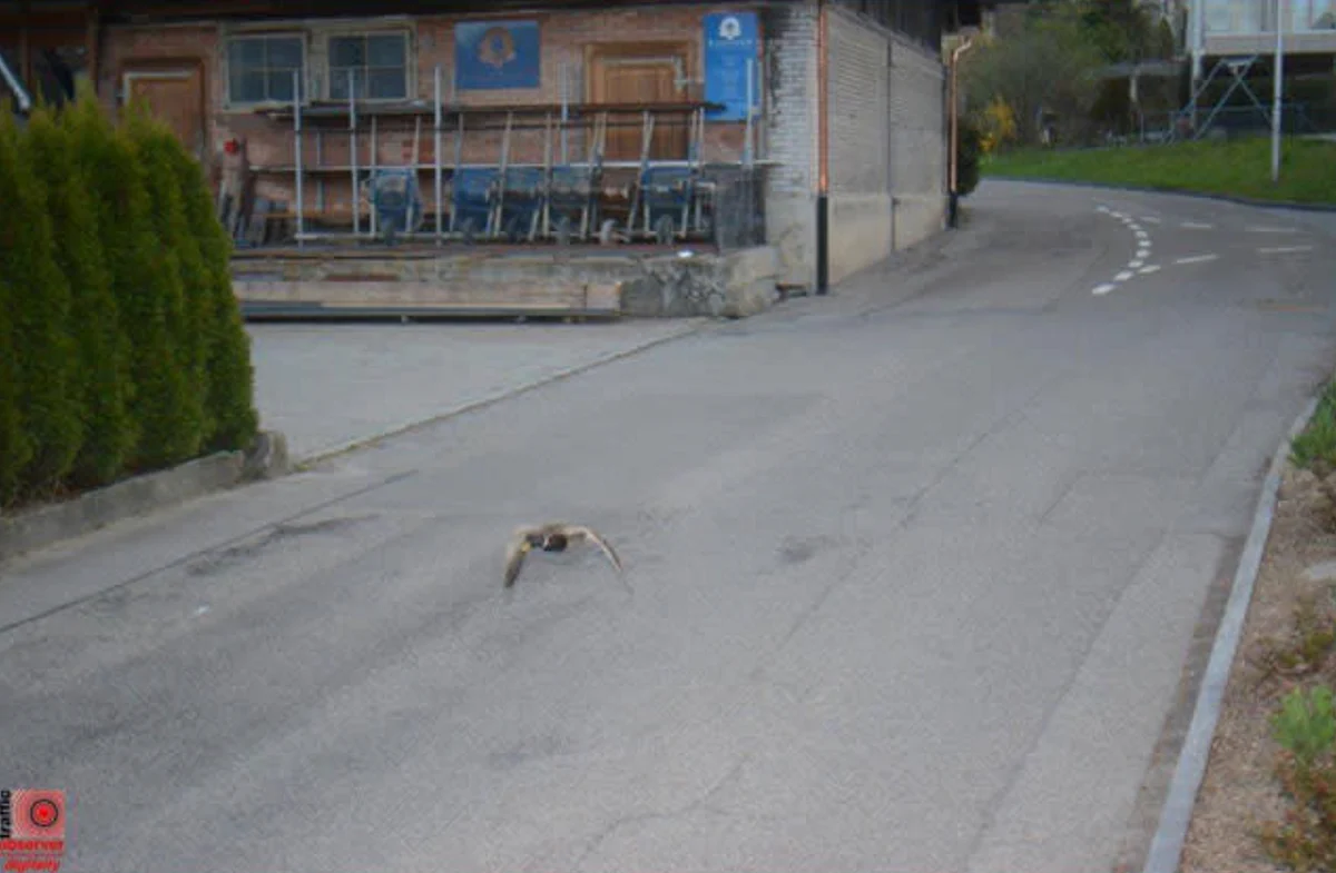 Swiss speed camera captures duck flying at 52km per hour | Khaleej Times