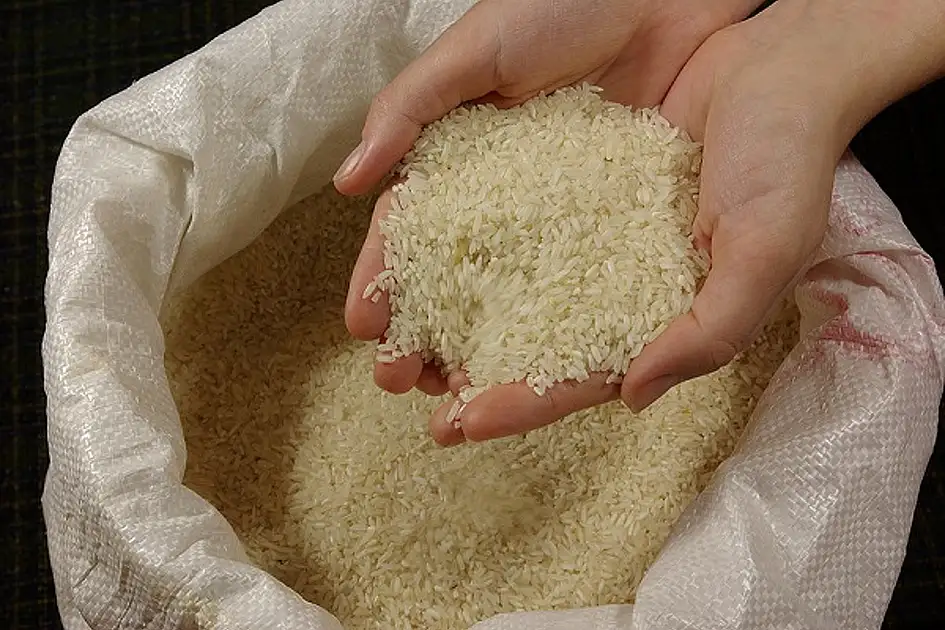 Uae Rice Will UAE grow its own rice soon? Trials underway to test survival in ...