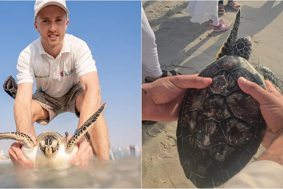 Sea Turtles Rescued Cold-stunned, injured, rescued: 50 sea turtles returned to Abu Dhabi ...