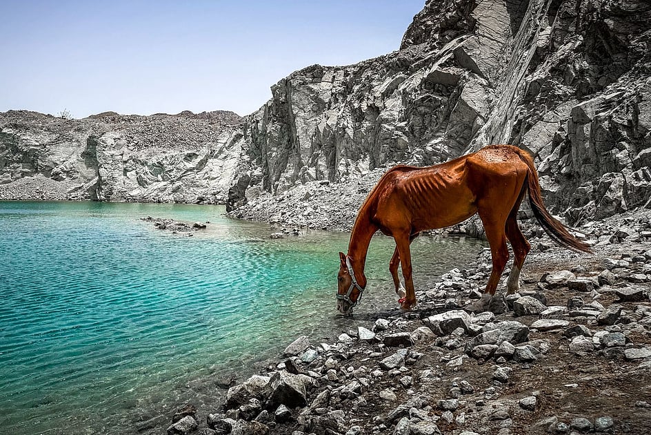 From near death to new life: How Dubai offroaders saved starving horse in Fujairah wadi