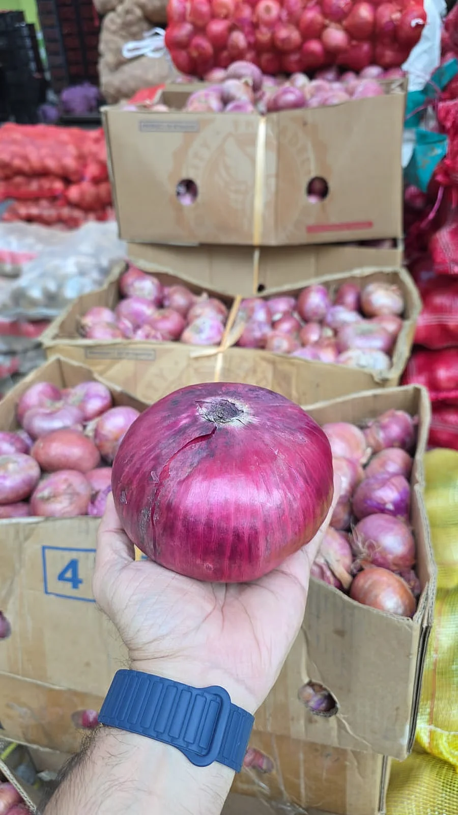 Look: Giant red onion, size of baby's head, arrives in Dubai