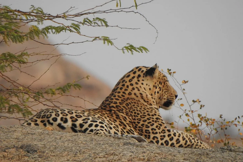 Perwa Rajasthan Tips for travel, stay, and leopard sightings in Jawai-Bera, Rajasthan ...