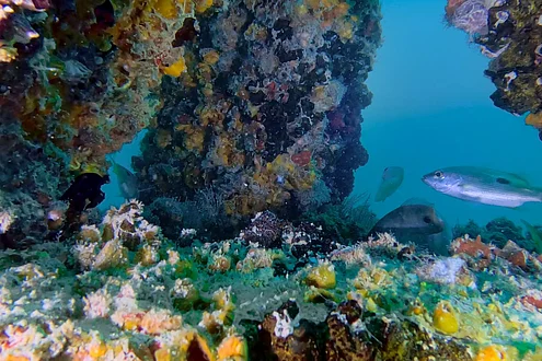 Watch: Dubai waters regain life, see rise in native species under new ...