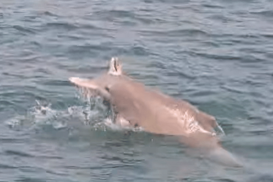 Do animals feel grief? UAE scientists explain rare video of dolphin mourning dead baby