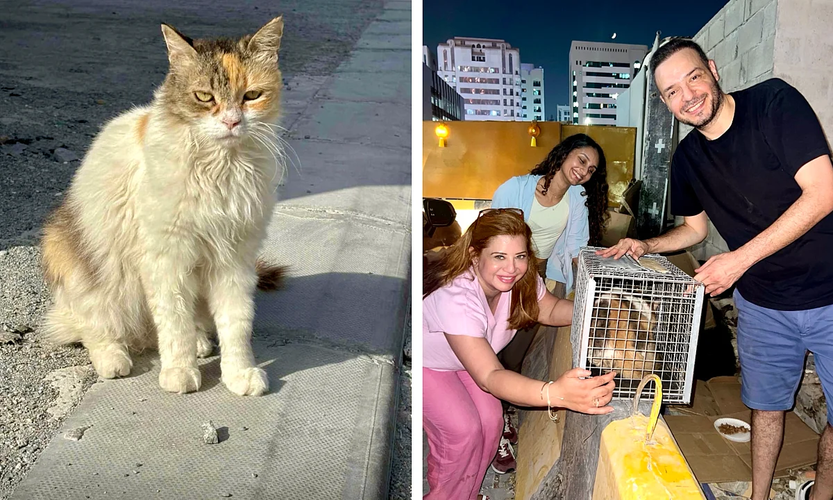 Khaleej Times Stray Cat Adoption