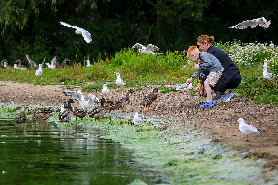 UK's largest lake 'dying' as toxic blue-green algae blooms worsen