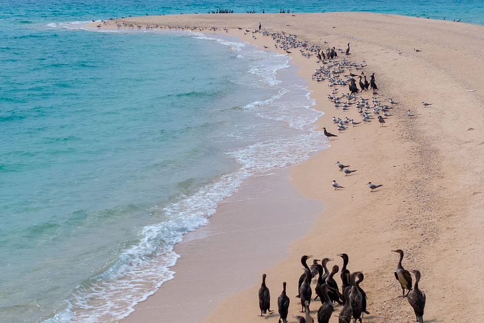 Explore Sir Bu Nair Festival in Sharjah City and remote island that opens once a year Explore Sir Bu Nair Festival in Sharjah City and remote island that opens once a year