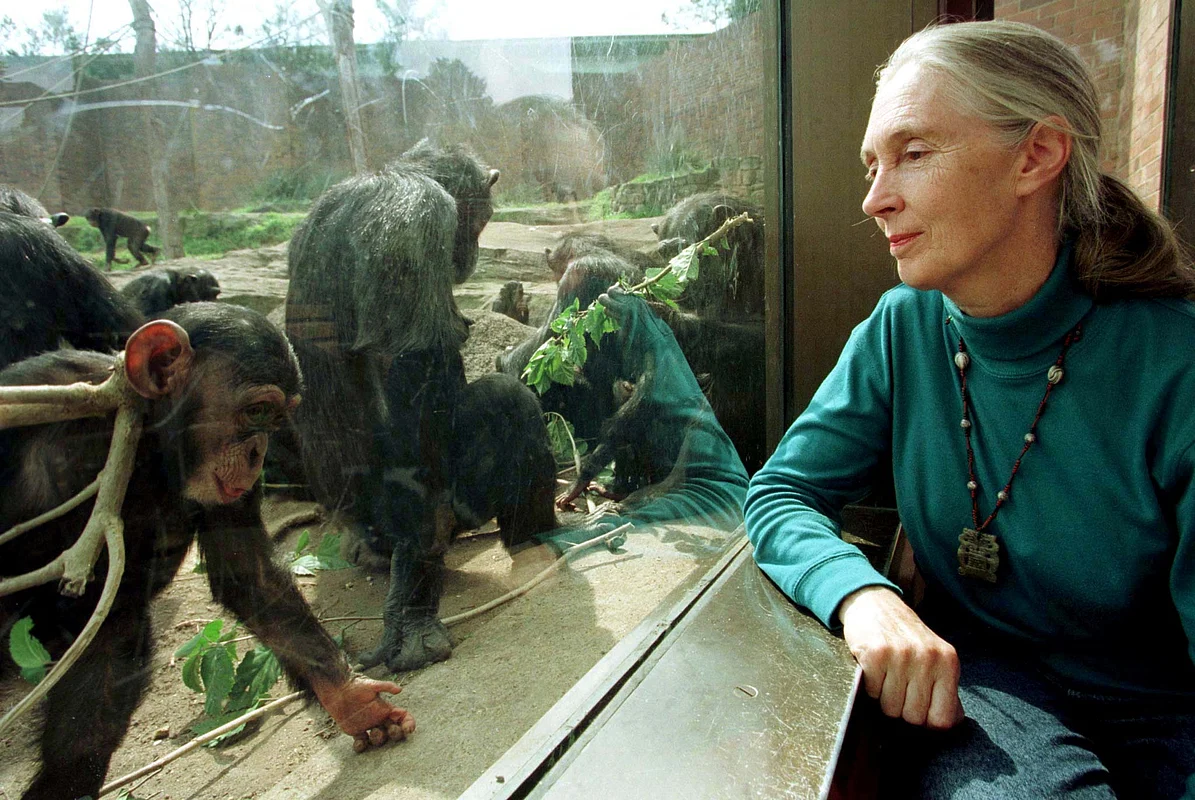 English Dr. Jane Goodall, chimpanzee researcher and naturalist, observes through glass some of Taronga Zoo's 25 member chimpanzee colony in Sydney. Photo: Reuters File
