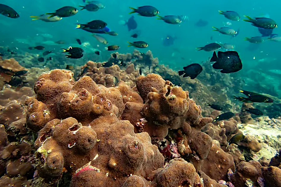 UAE: Ocean awareness reaches classrooms with lessons on marine species, conservation