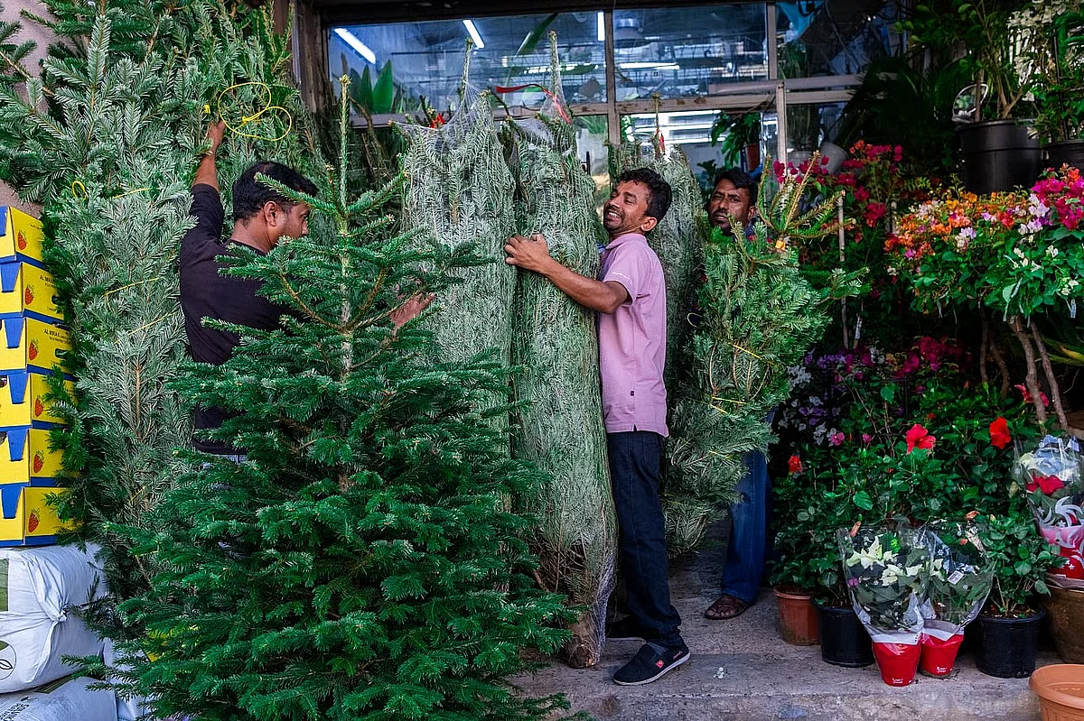 Christmas in UAE: Giant fir trees from Canada, Denmark arrive in Dubai
