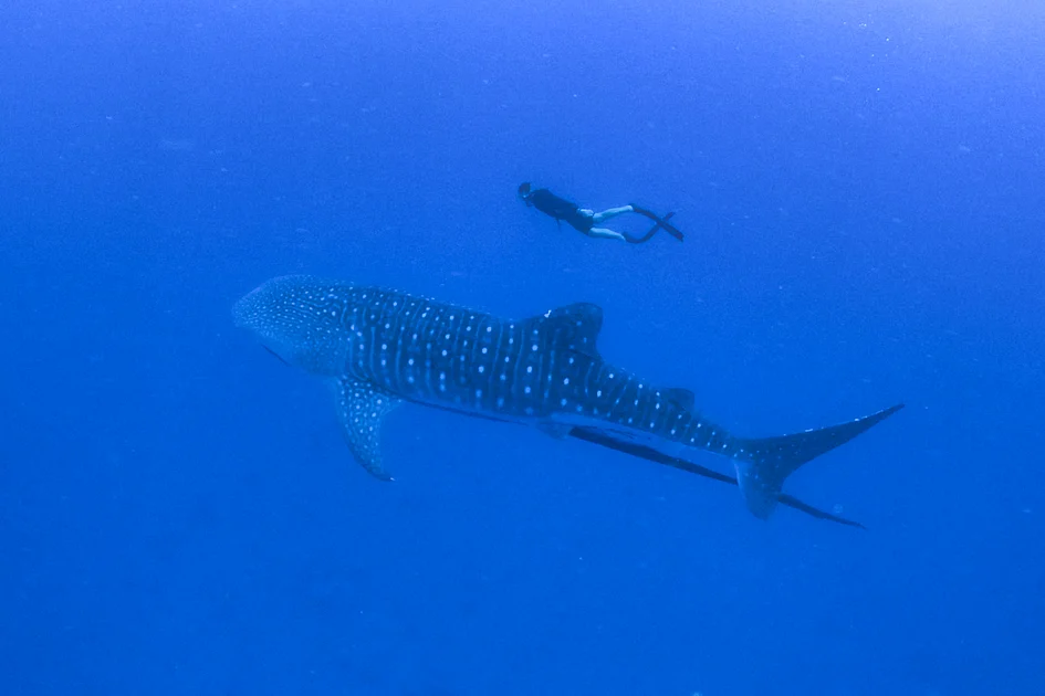 Look: Face to face with a giant, swimming with whale sharks in Indian ...