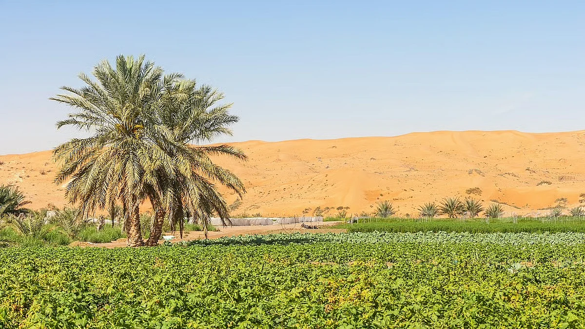 AI for farmers: UAE builds free tool trained to answer crop specific issues