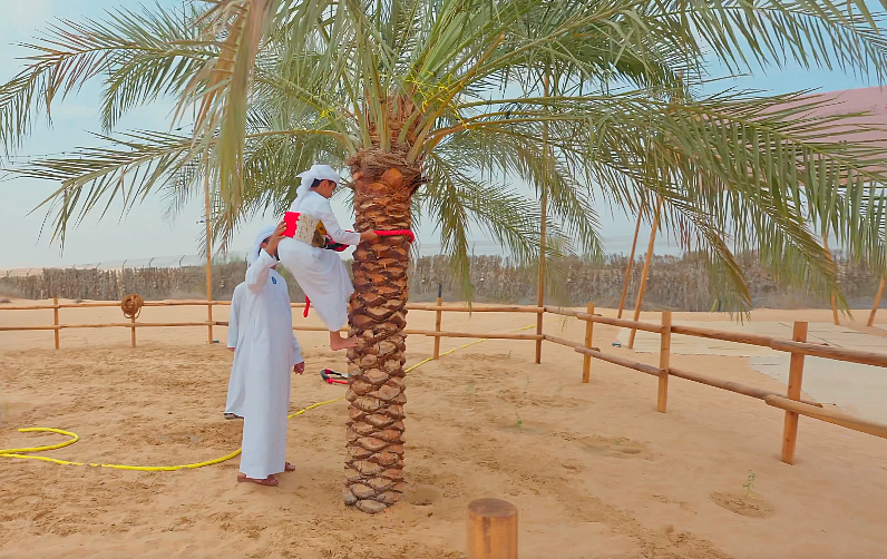 Watch: Sheikh Hamdan, his kids visit Dubai desert camp with falconry, palm tree planting