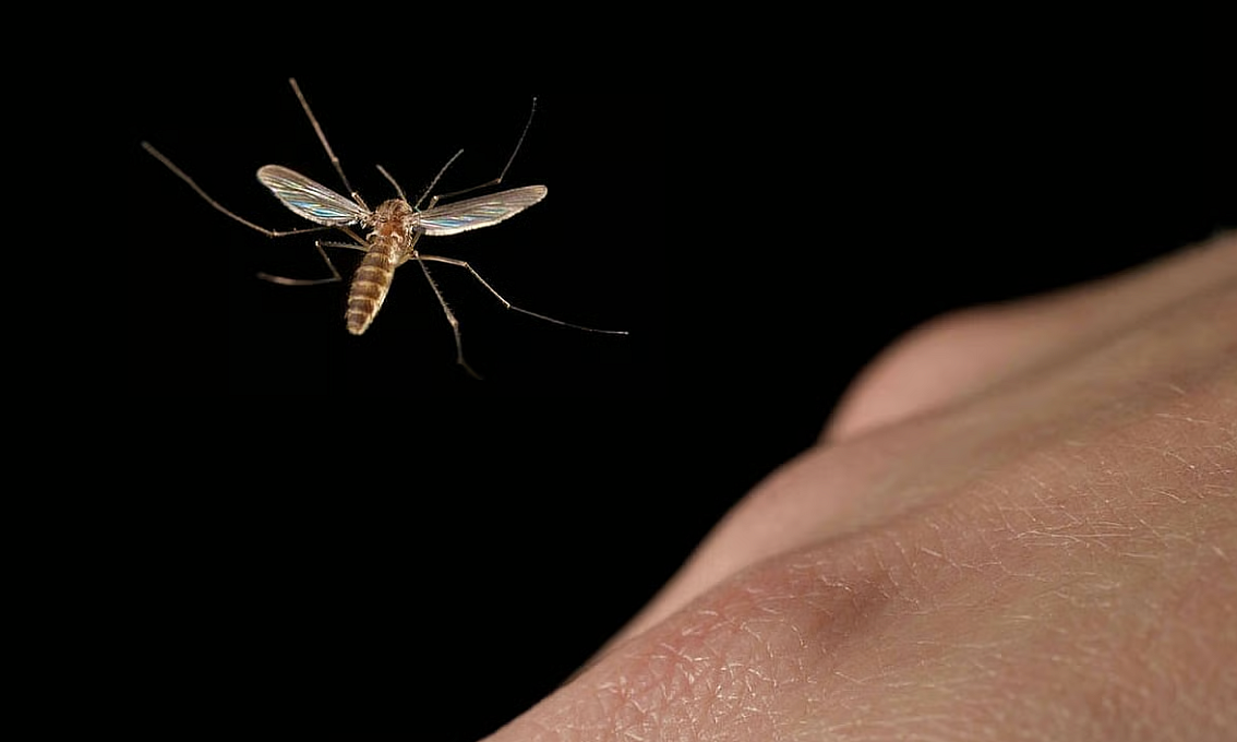 Seen more mosquitoes? UAE authority issues tips to prevent disease risk