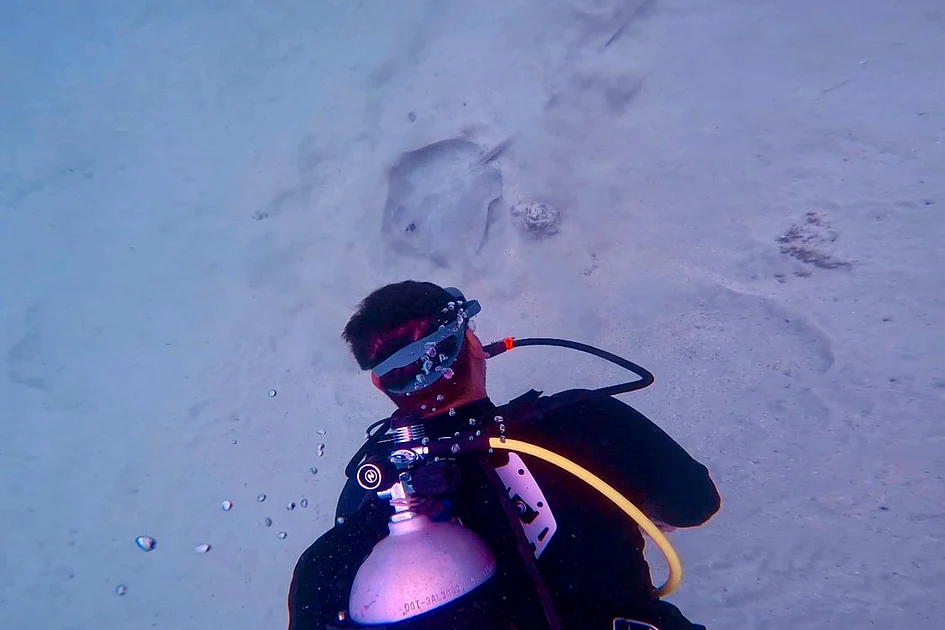How one rescue by diver in Fujairah put UAE on global marine conservation ...