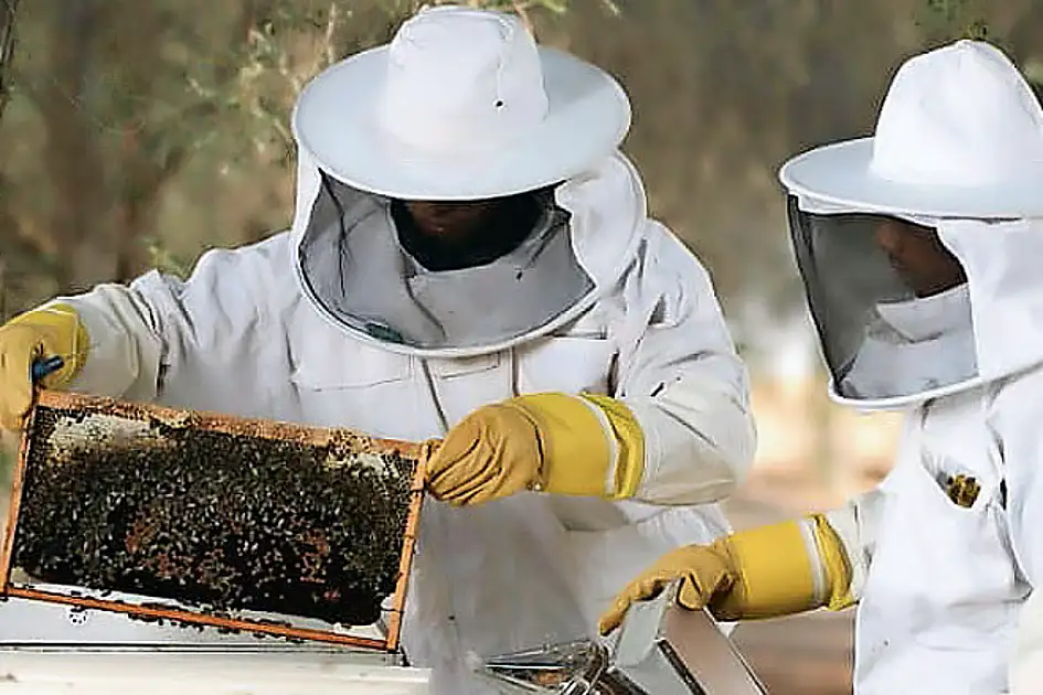 UAE: Terra launches new beekeeping course; no prior experience needed ...