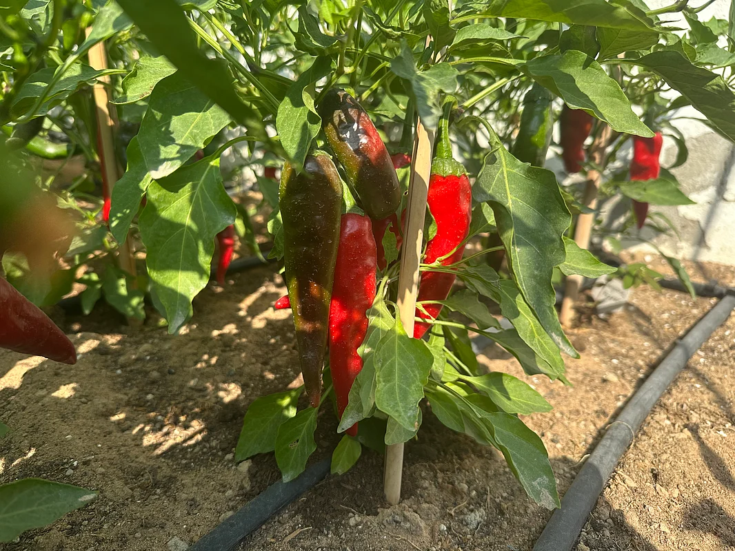 Photo: Ruqayya Al Qaydi