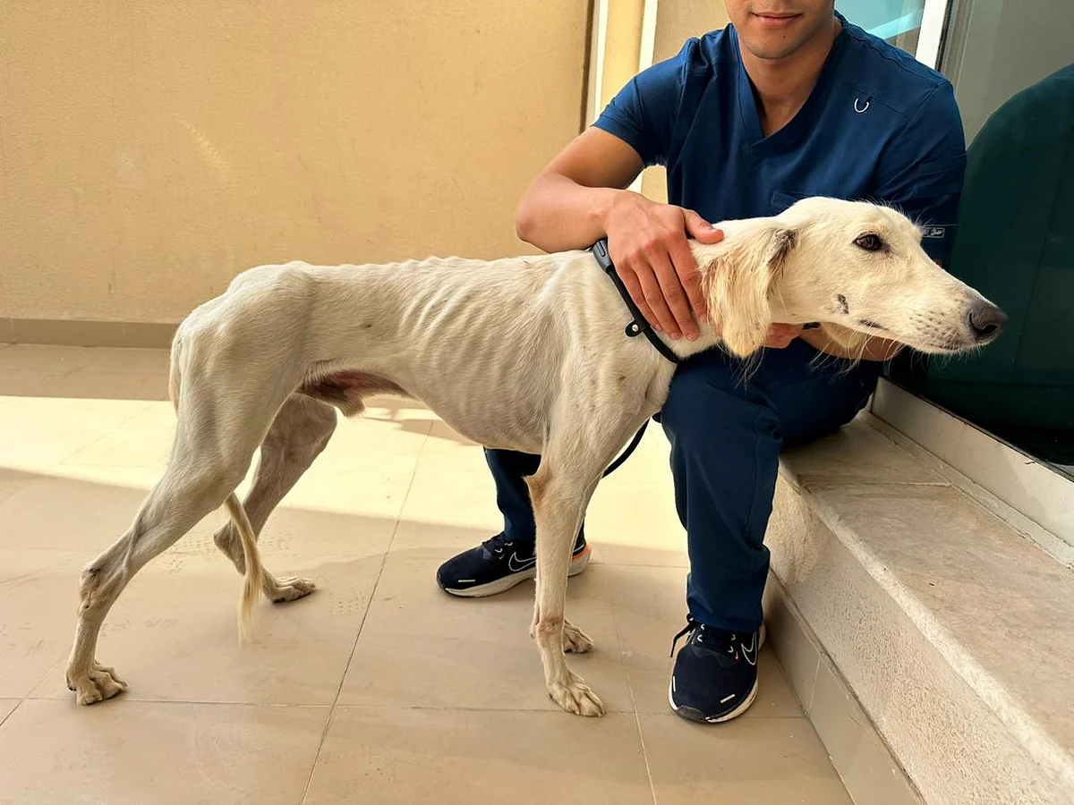 Watch: Animal lovers save 'malnourished' dog stranded on ten-lane Abu Dhabi highway