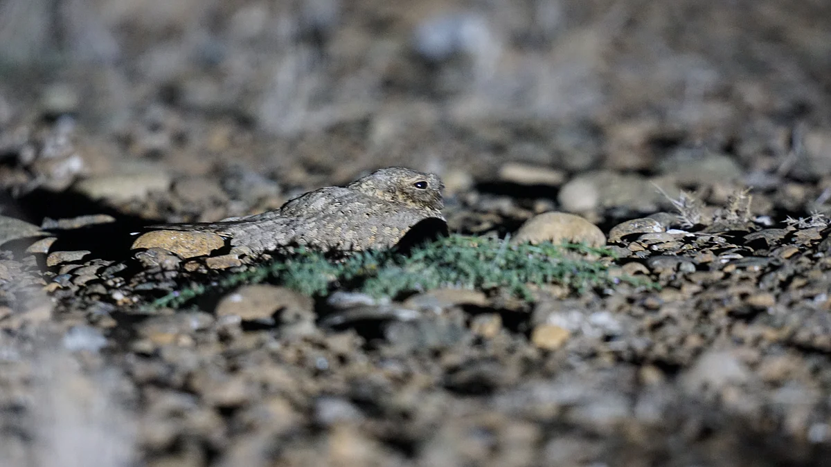 Egyptian Nightjar returns to UAE's Wadi Wurayah Reserve, 5 years after 2021 sighting