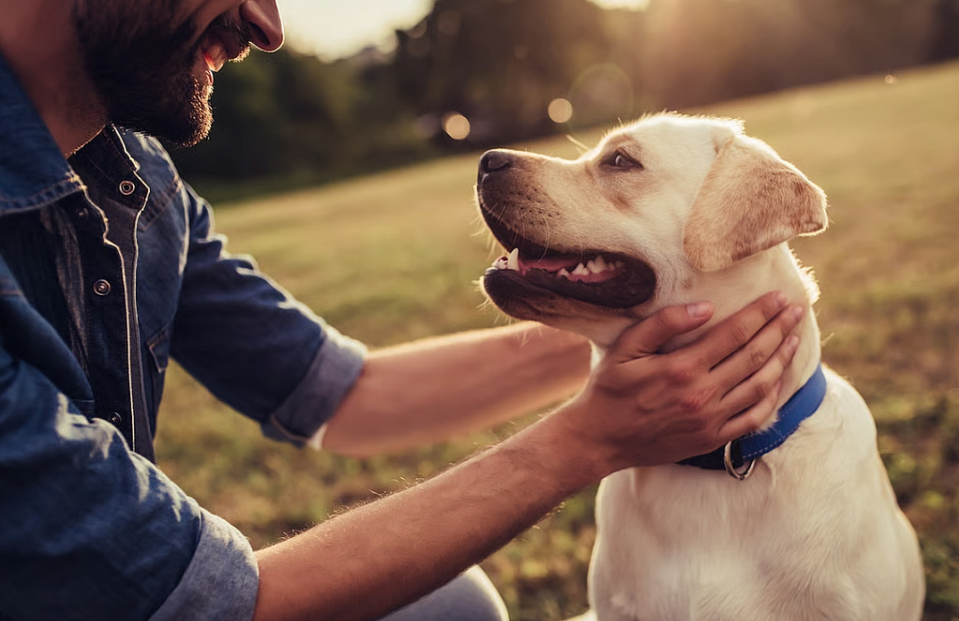 Some residents say Abu Dhabi pet registration will 'reduce neglect', hold owners accountable