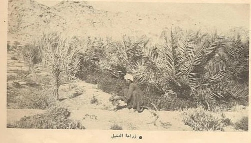 Palm Tree Farm Masfout Village Farming 
