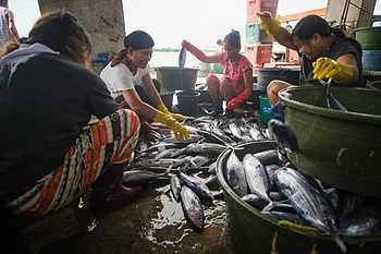 Overfishing in Philippines wipes out 45 million kilos of fish annually, new study reveals