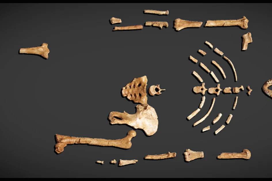 3.2 million-year-old fossil that rewrote human history now on display in ...