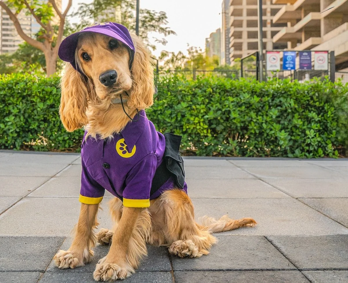 Meet Chase, Dubai JLT community's first-ever Chief Dog Officer
