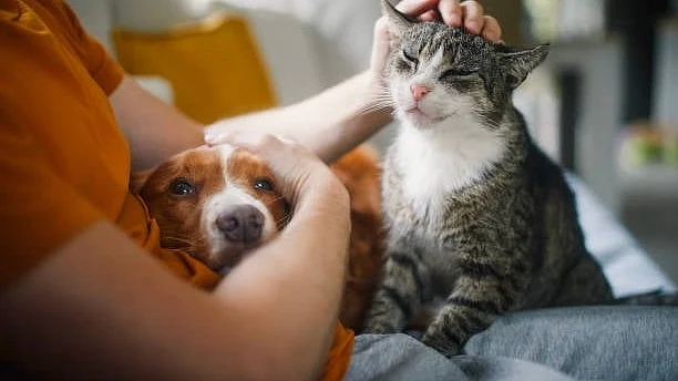 UAE pet safety guide: How to calm anxious dogs and cats during emergencies