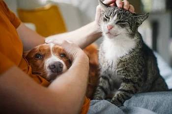 UAE pet safety guide: How to calm anxious dogs and cats during emergencies