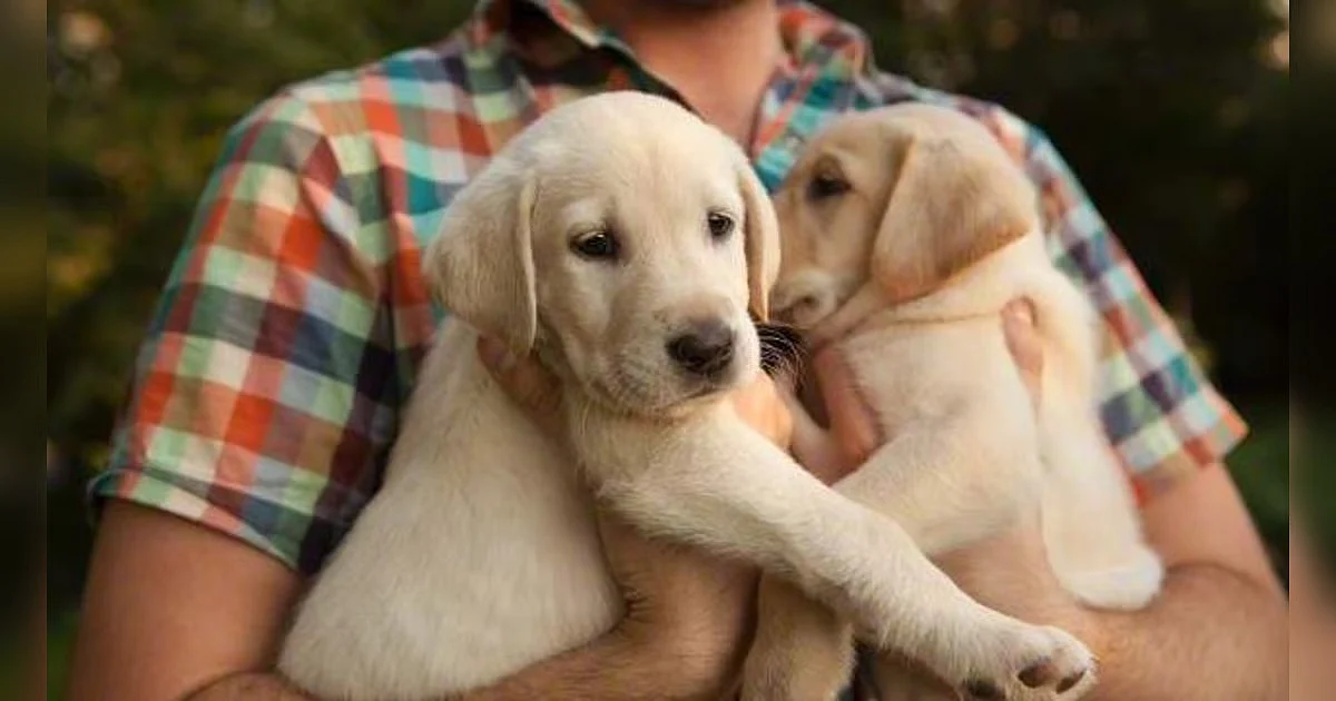 India relaxes pet import rules for citizens returning from war-hit Middle East