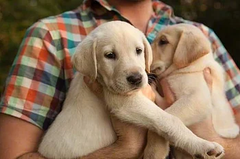 India relaxes pet import rules for citizens returning from war-hit Middle East