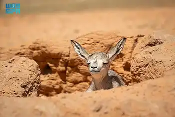 Look: 46 Sand Gazelle, 9 Arabian Oryx births in Saudi Arabia highlight biodiversity efforts