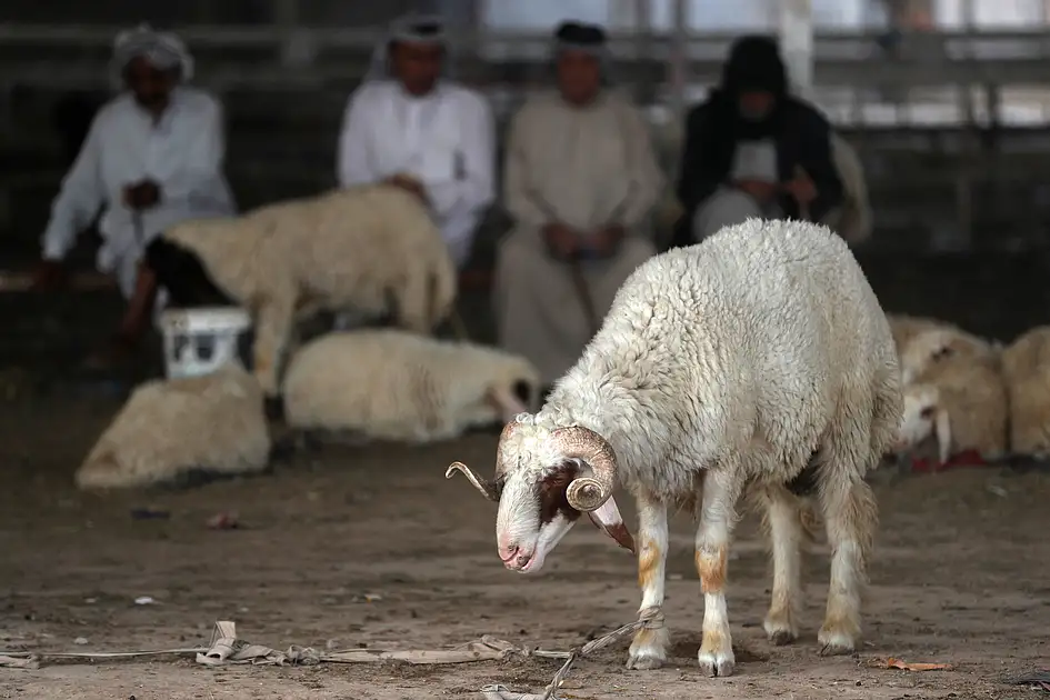 Up to Dh800: Dubai approves Qurbani prices ahead of Eid Al Adha 2026