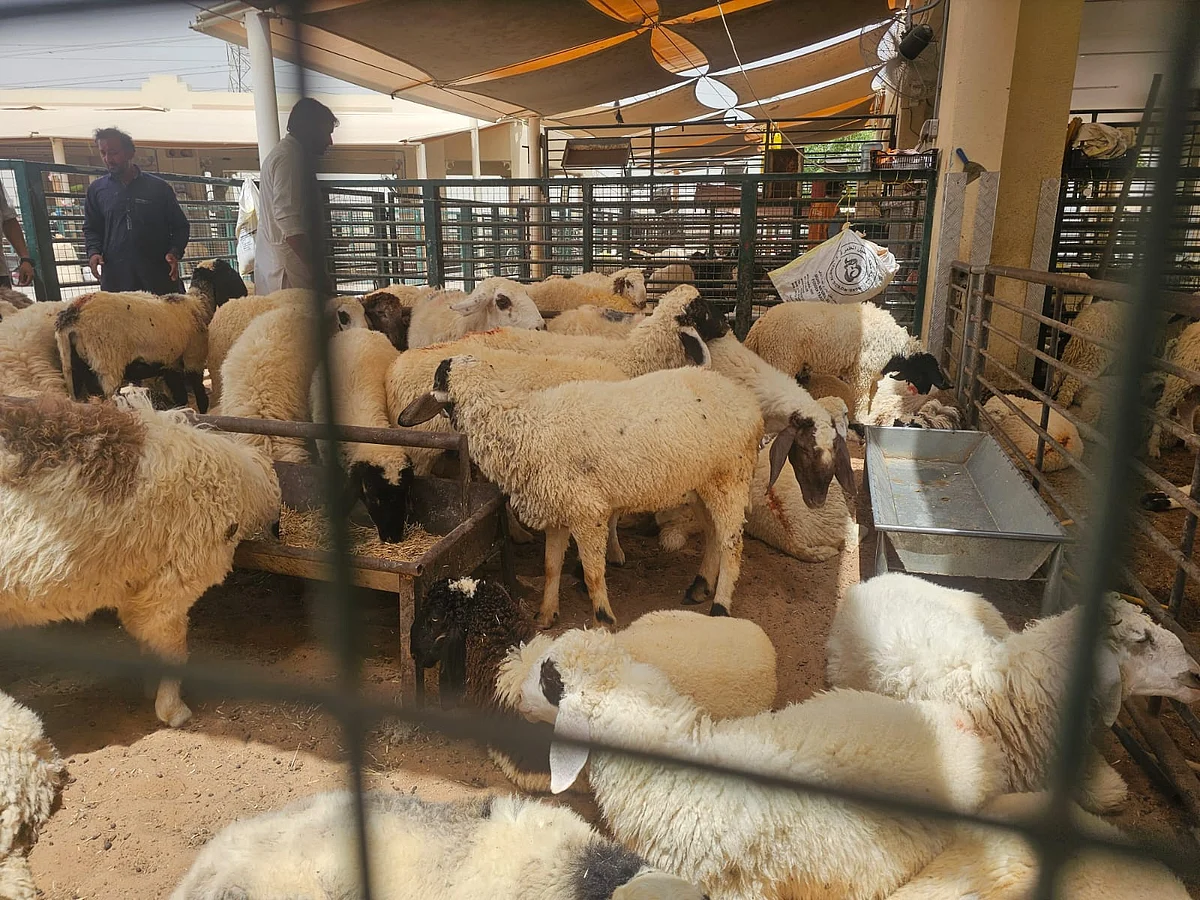 Sharjah livestock market