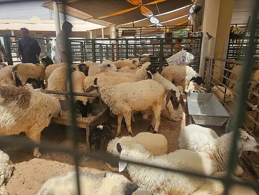 Sharjah livestock market