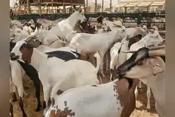 Indian goats flown to UAE ahead of Eid Al Adha, prices from Dh800