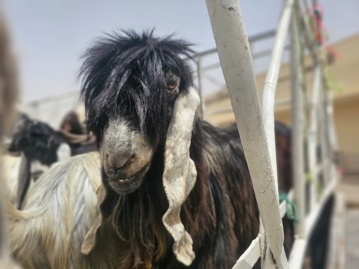 Sharjah livestock market