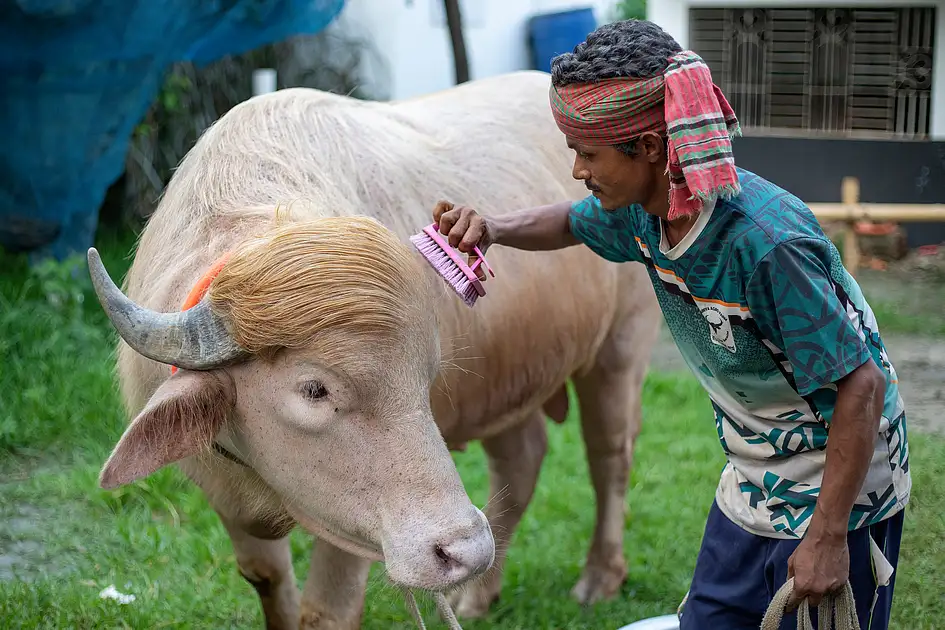 Look: Bangladesh's 'Donald Trump' buffalo wins fans days before Eid Al ...