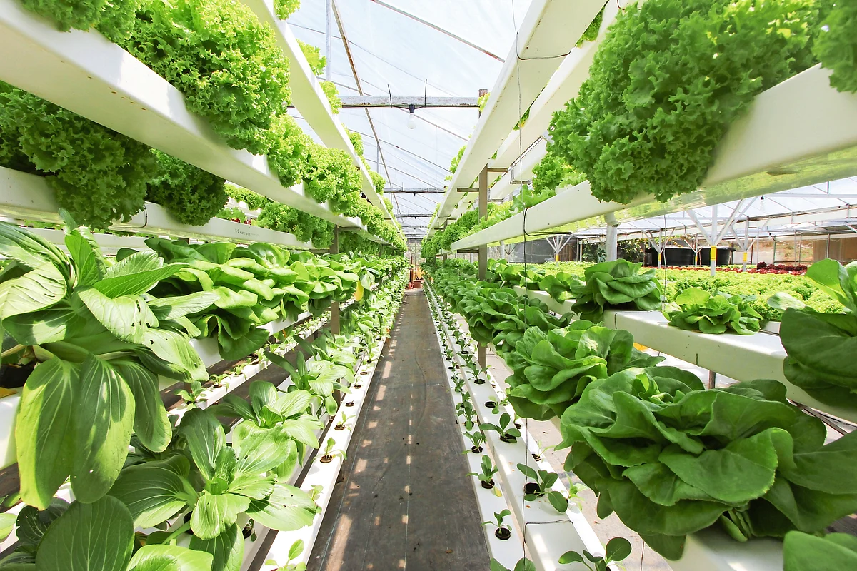 UAE turns desert into high-tech farms to secure food supply and export ...