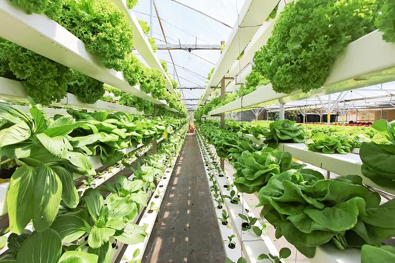 UAE turns desert into high-tech farms to secure food supply and export ...