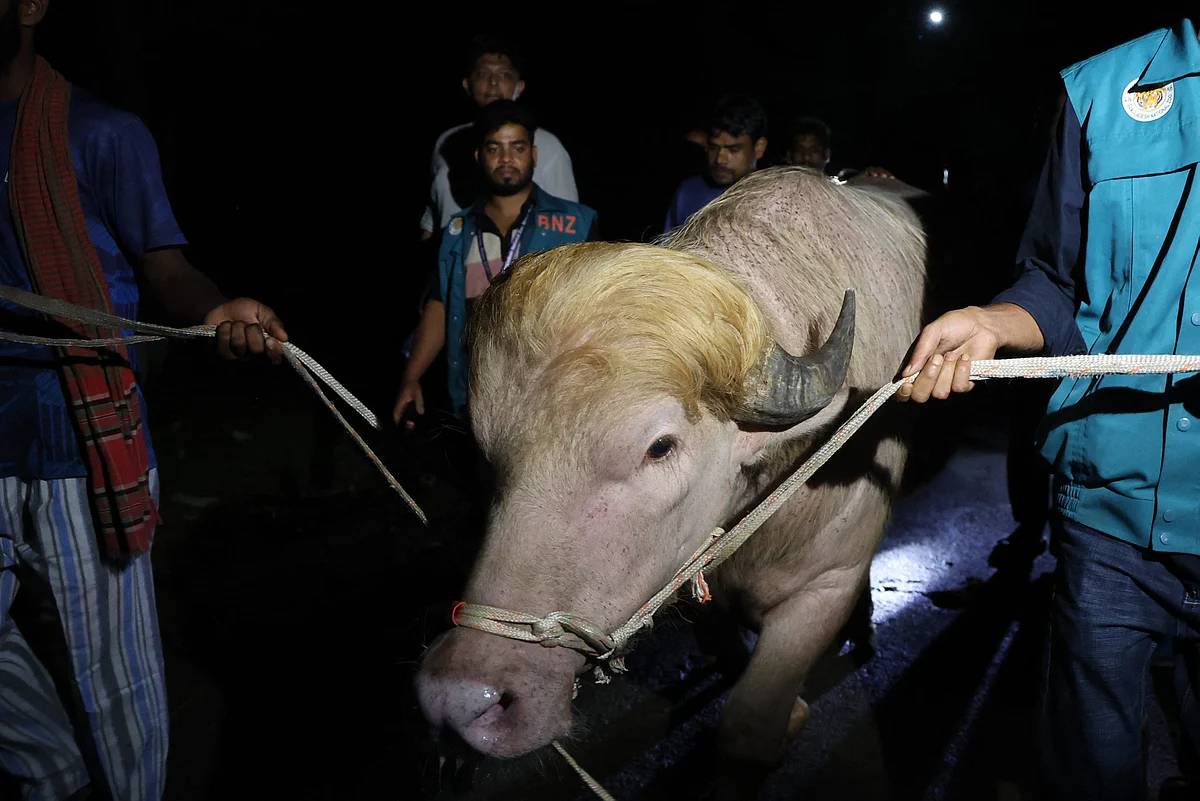 'Trump' buffalo spared sacrifice, sent to Bangladesh zoo