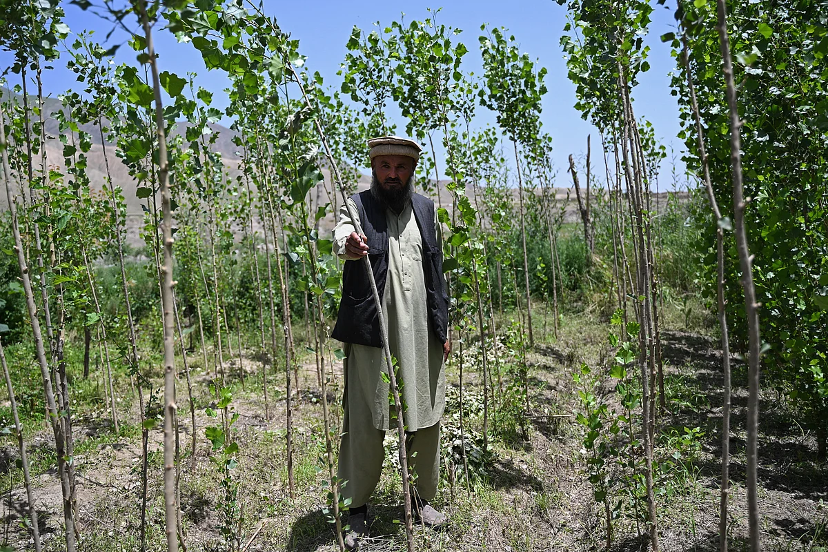 From poplars to pistachios, Afghans rediscover the value of 