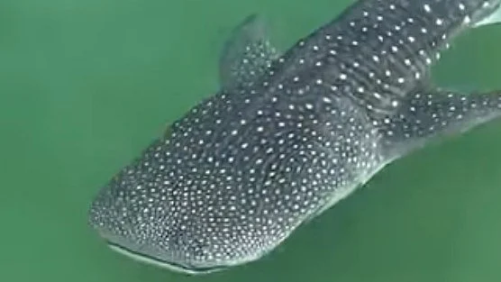 Whale shark spotted near Dubai waterfront restaura